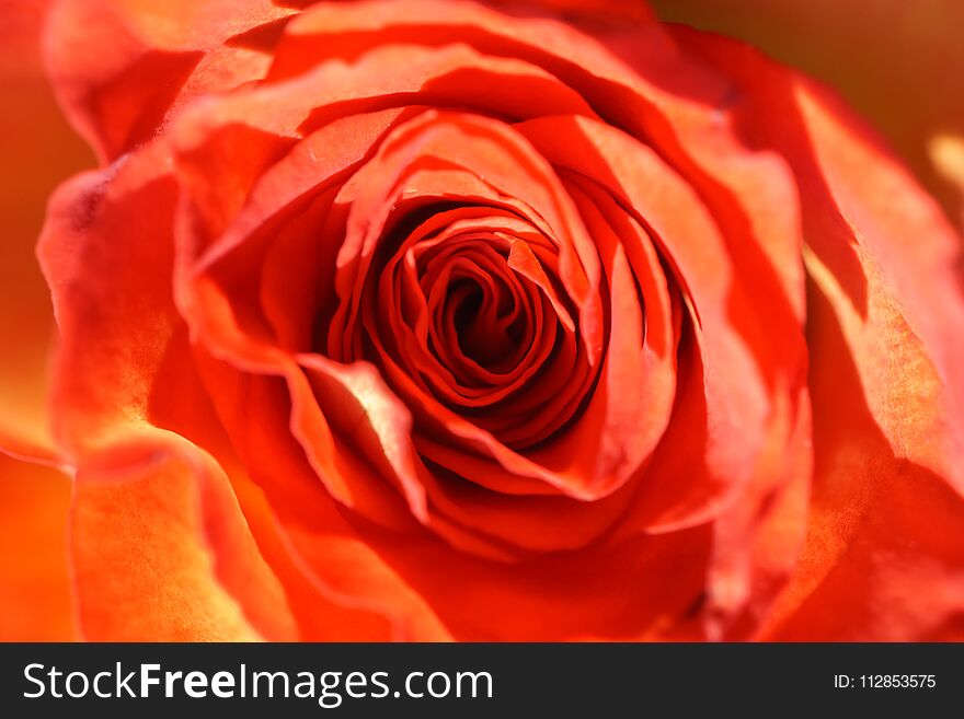 A red-yellow rose in close-up, photographed from the top in natural light, selective focus