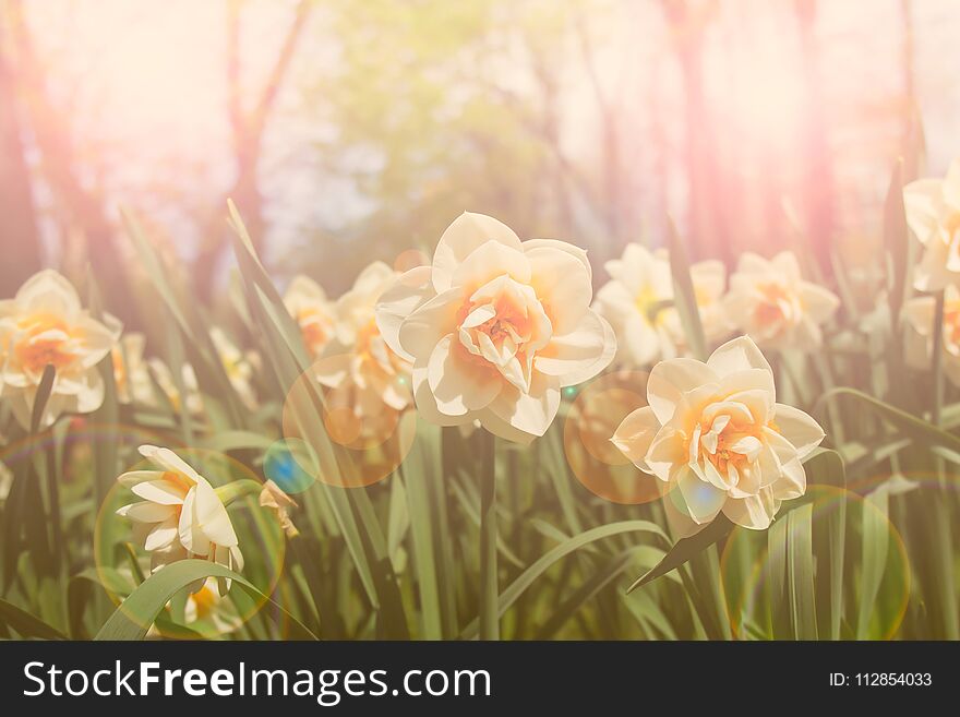 Beautiful daffodils in the sun is shining outdoors. Selective focus