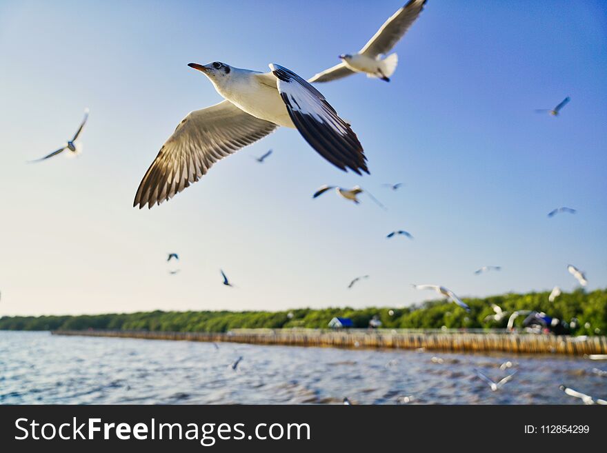 Seagull flying like aeroplanes at Bangpu resort