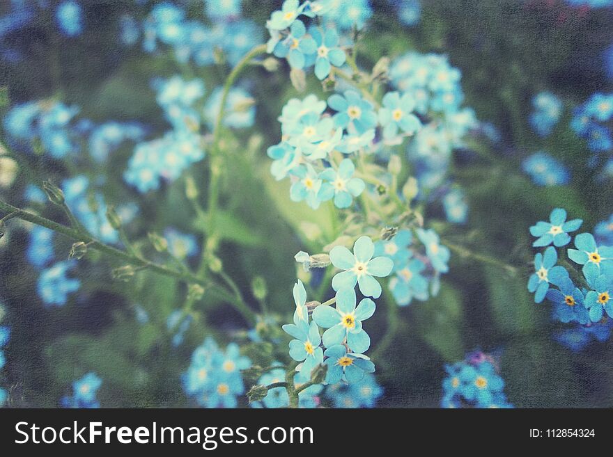 Beautiful blue small fine May forget-me-nots growing in the garden among green leaves