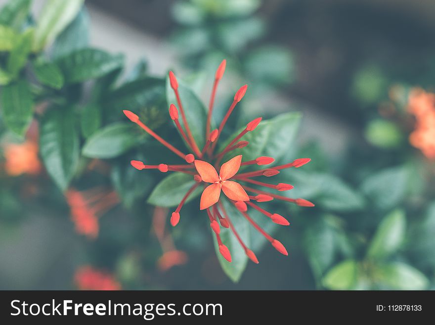 Close-Up Photography of Red Ixora Coccinea