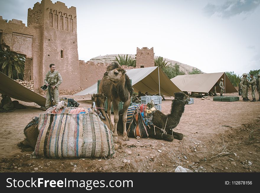 Two Camels Near Man And Brown Concrete Building