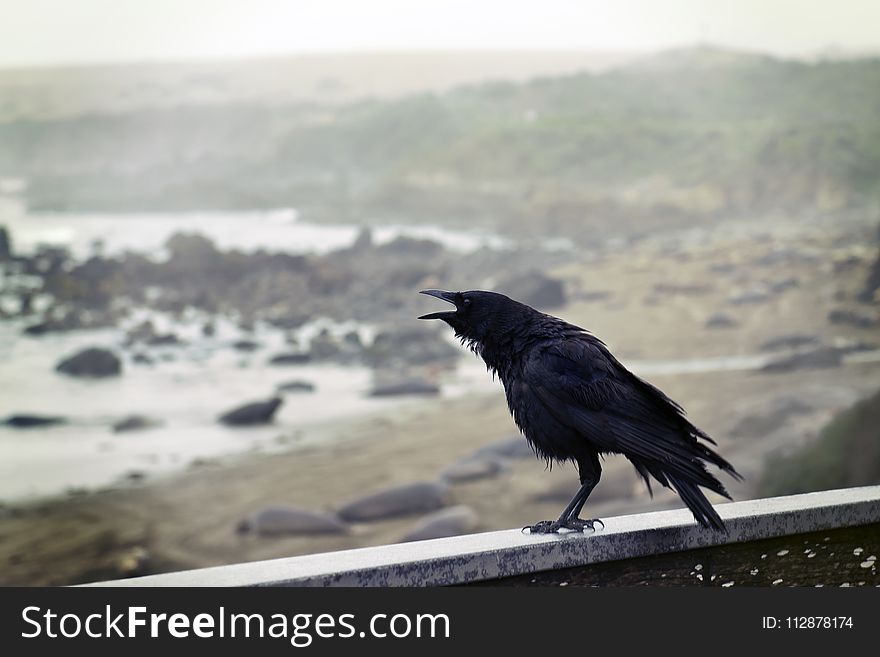 Black Bird Perching on Concrete Wall With Ocean Overview
