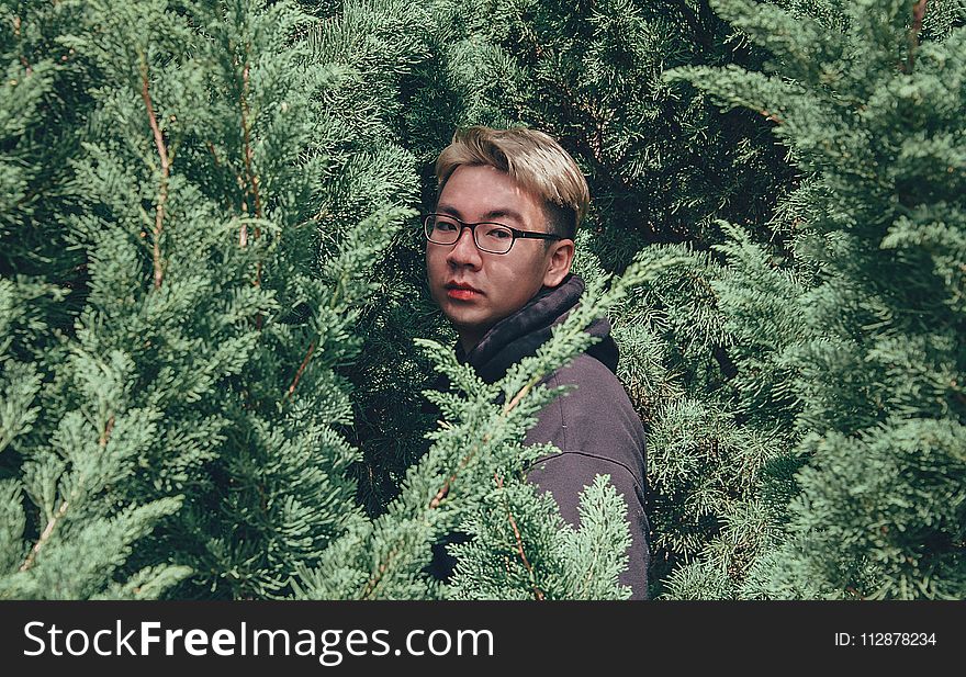 Photography Of Man Between Pine Trees