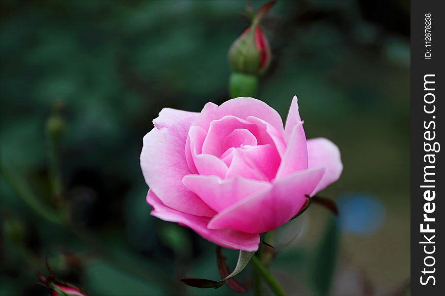 Shallow Focus Photography of Pink Rose