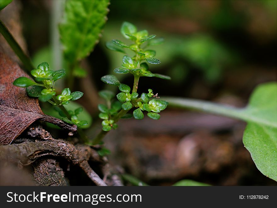 Green Leafed Plants With Brown Branch