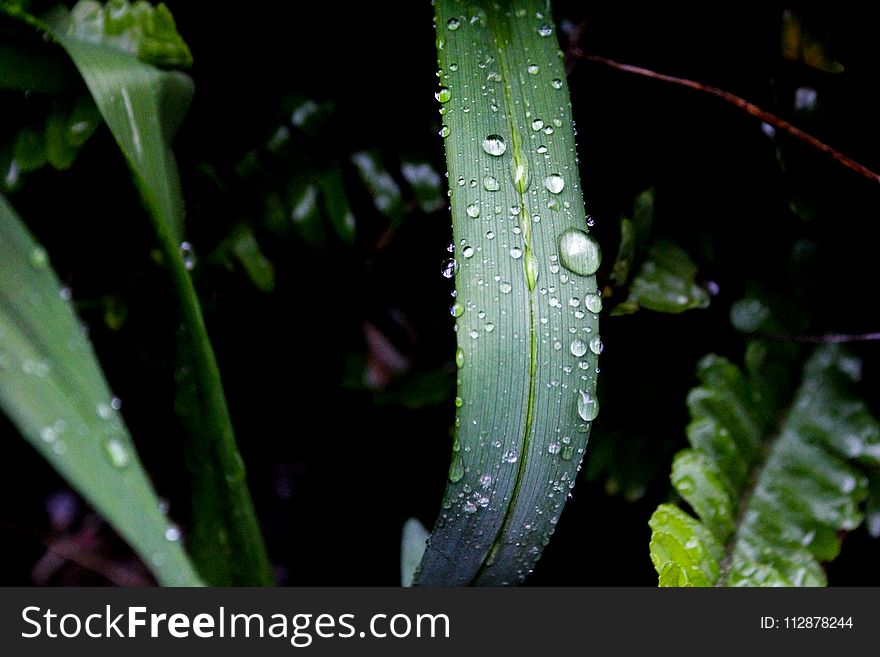Close-up Photography of Green Leaf Plant With Water Dew