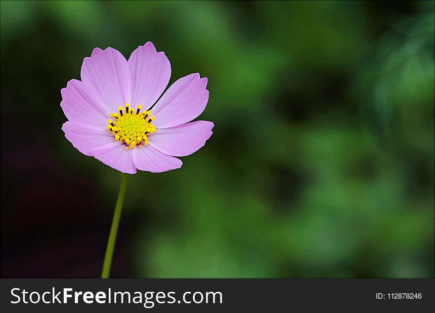 Selective Focus Photography Of Pink Petaled Flower