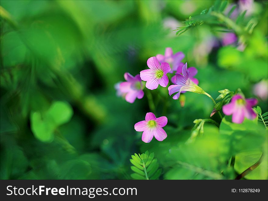 Shallow Focus Photo Of Pink Petaled Flowers