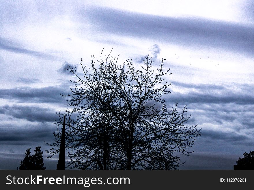 Photo of a Bare Tree Under Cloud Sky