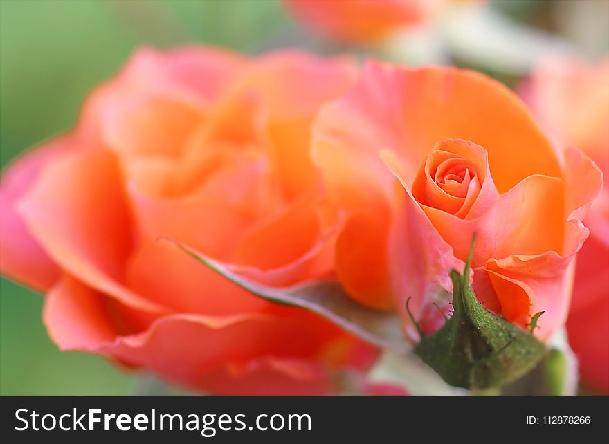 Orange And Pink Flower