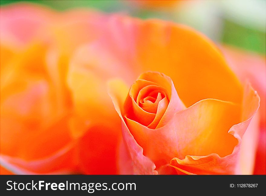 Shallow Focus Photography Of Orange Petal Flower