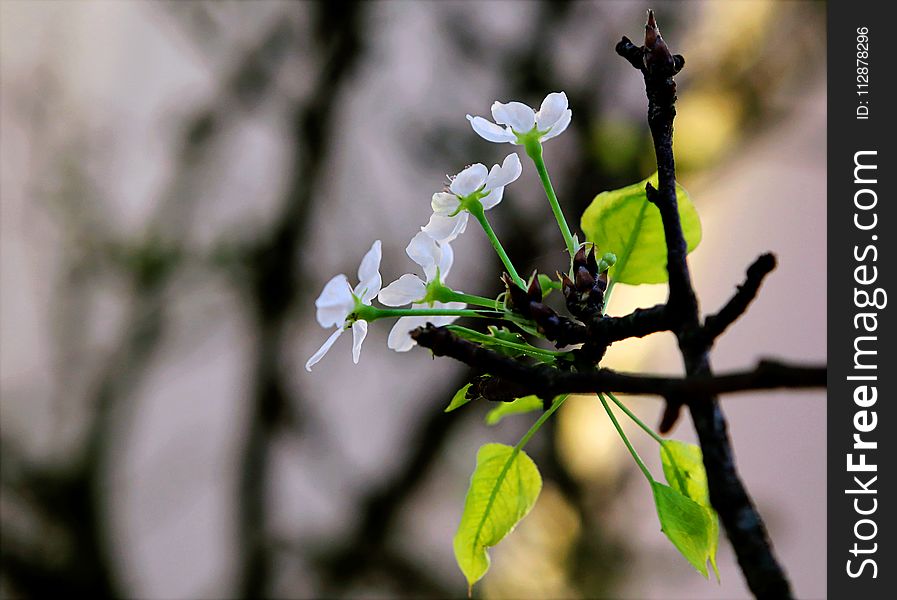 Selective Focus Photography Of White Petaled Flower