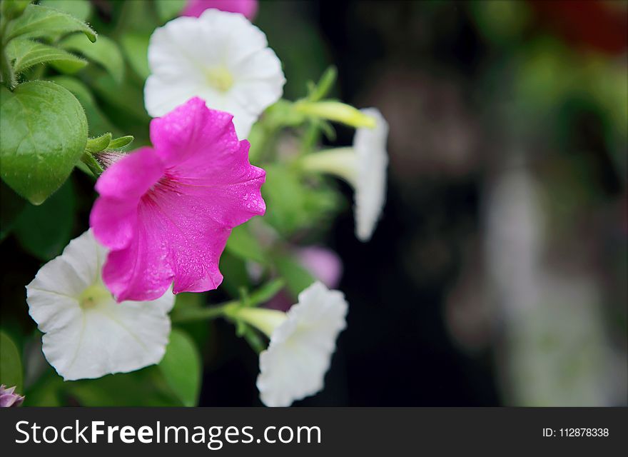 Selective Focus Photo of Pink and White Petaled Flowers