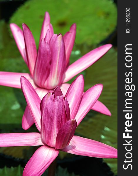 Pink water lilys in a pool kerala. Pink water lilys in a pool kerala