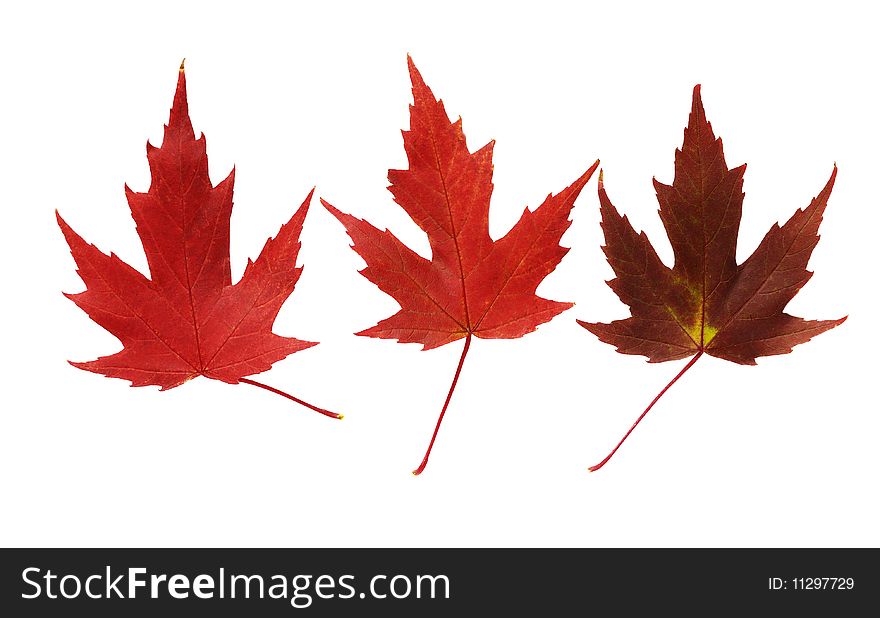 Tree variety red maple leaves on white background. Tree variety red maple leaves on white background