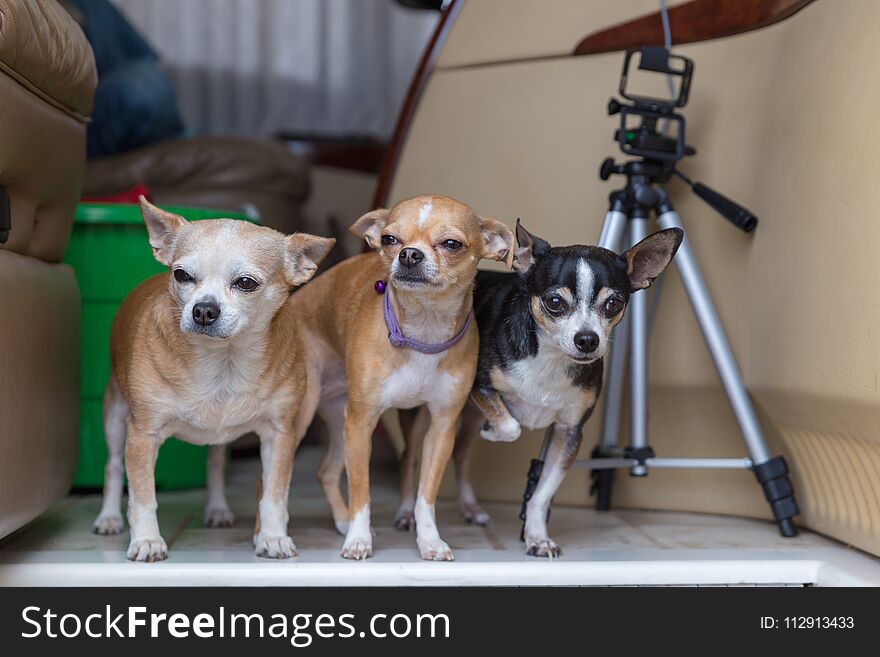 Chihuahuas of various ages standing together in the entryway of a motorhome. Tripod stand and storage tub nearby. Chihuahuas of various ages standing together in the entryway of a motorhome. Tripod stand and storage tub nearby.