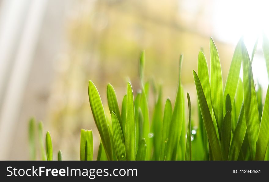 Close-Up Photography of Leaves