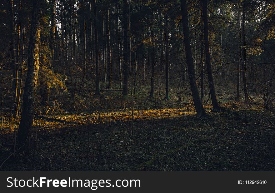 Landscape Photography of Forest