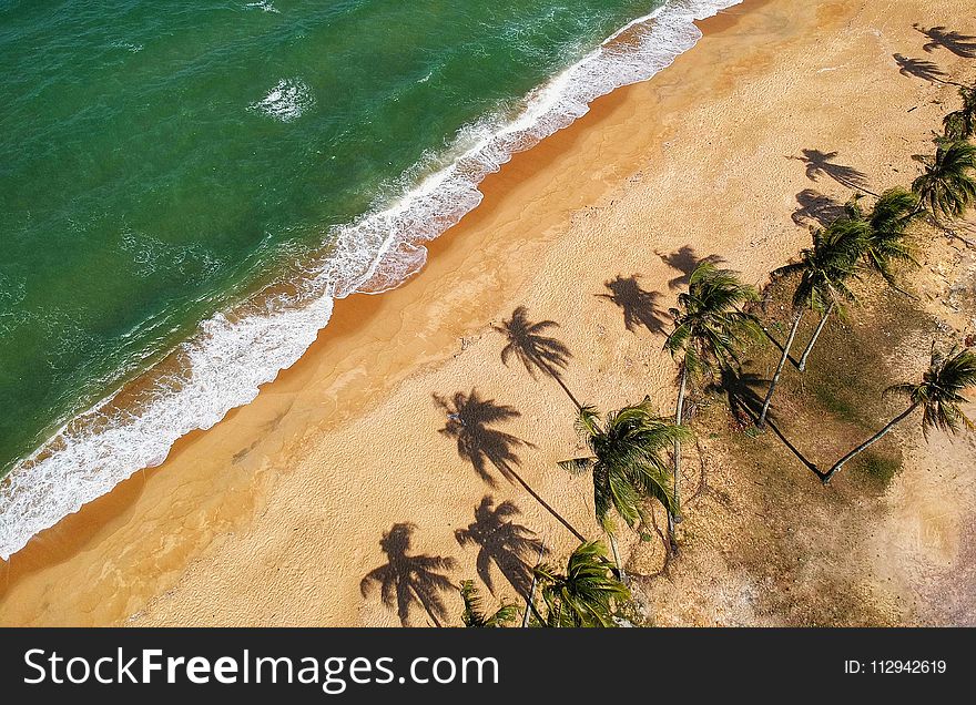 Aerial Photo Of Beige With Coconut Trees