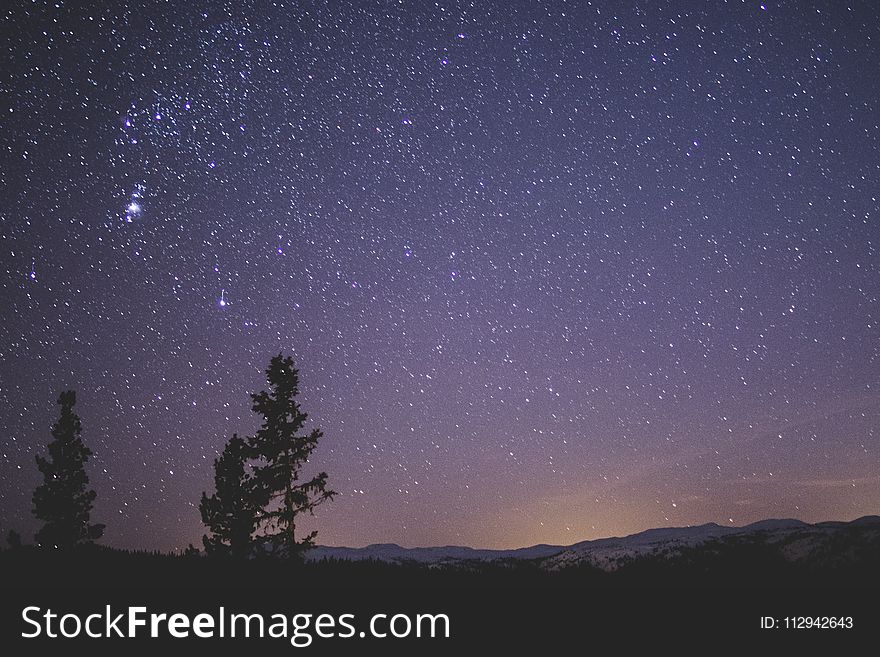 Silhouette of Spruce Trees Under Starry Night
