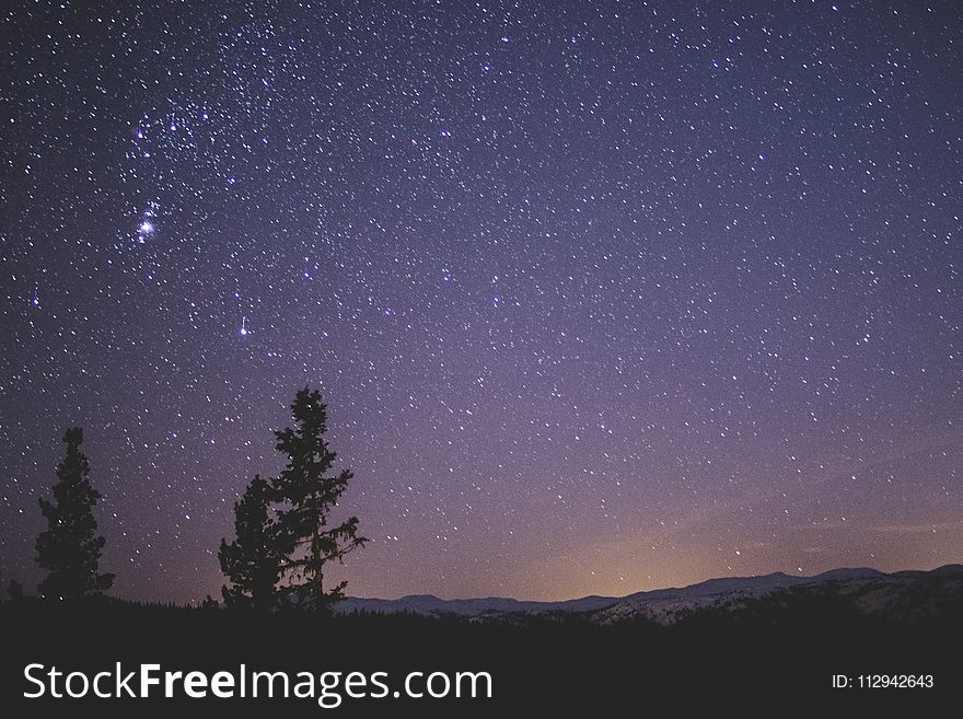 Silhouette Of Spruce Trees Under Starry Night