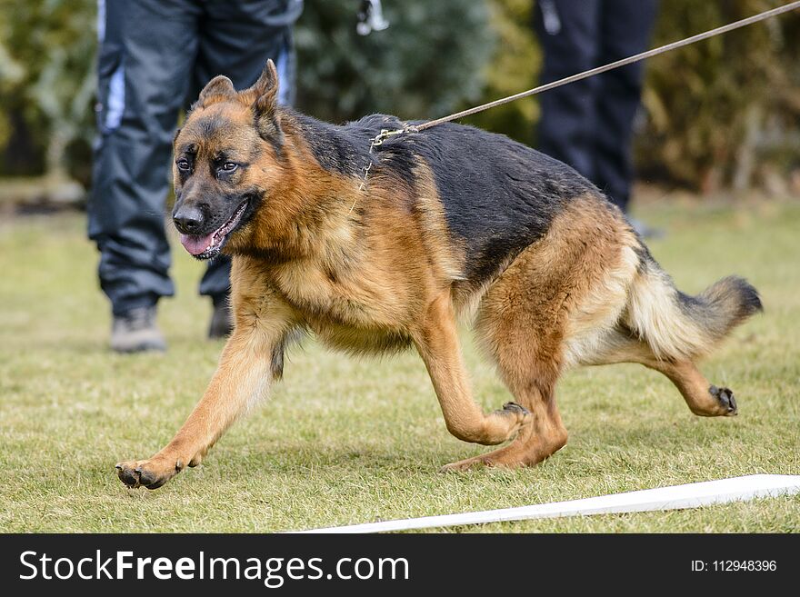 German Shepherd Dog, Dog Show