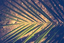 Palm Tree Leaf Stock Photo Palm Tree Leaf Stock Photo