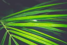 Palm Tree Leaf Stock Photography Palm Tree Leaf Stock Photography