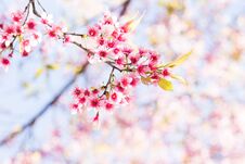 Pink Cherry Blossom Royalty Free Stock Images