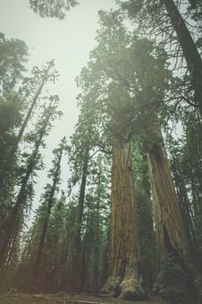 The Beautiful Vintage Green Forest Like A Fairytale At Sequoia National Park Stock Photo
