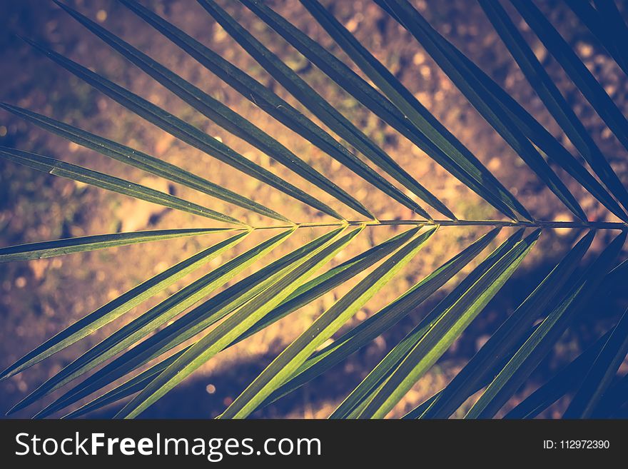 Close up of palm tree leaf as abstract background.