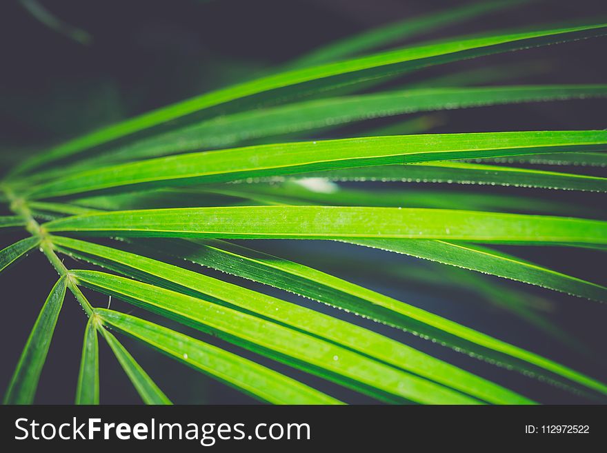 Close up of palm tree leaf as abstract background.