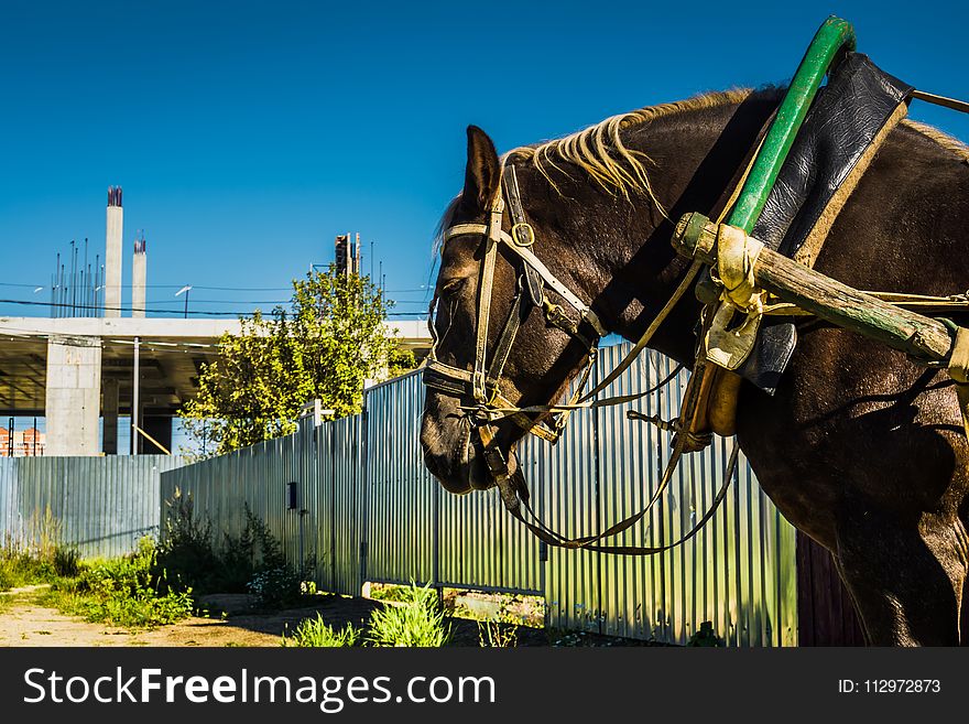 Rural portrait of a horse in harness, sunny summer day. Rural portrait of a horse in harness, sunny summer day.