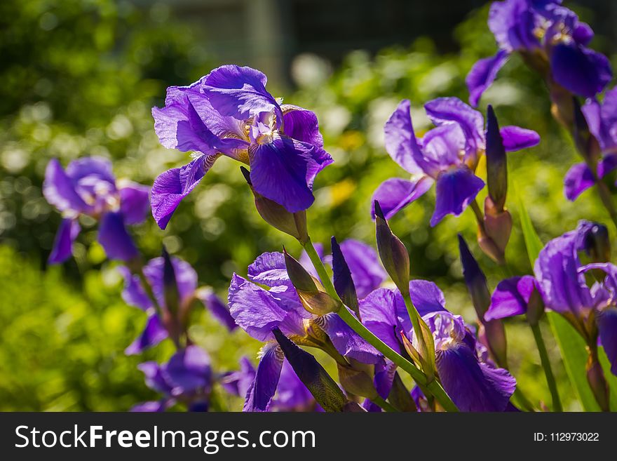 Purple Iris Flowers