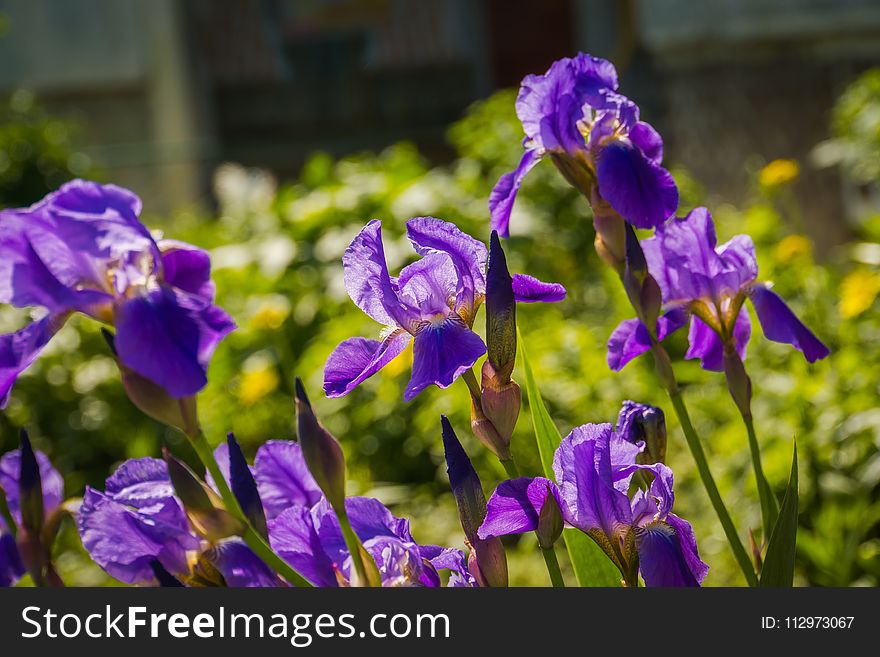 Blooming purple iris flowers, sunny spring day.