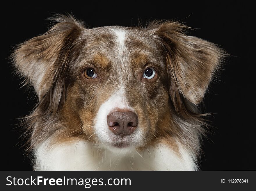 Portrait of an Australian Shepherd in studio in front of black background