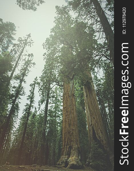 The beautiful vintage green forest like a fairytale at Sequoia National Park in yellow tone