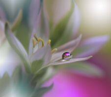 Beautiful Flowers Reflected In The Water,artistic Concept.Tranquil Abstract Closeup Art Photography.Floral Fantasy Design. Royalty Free Stock Photo