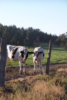 Two Inquisitive Calves Royalty Free Stock Image