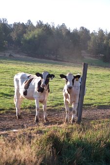 Two Inquisitive Calves 2 Royalty Free Stock Image Two Inquisitive Calves 2 Royalty Free Stock Image