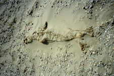 Seal Mummy On The Beach Royalty Free Stock Image