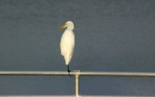Egret Resting On A Boat Ramp Stock Photo