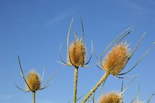 Dead Thistles Royalty Free Stock Photos Dead Thistles Royalty Free Stock Photos