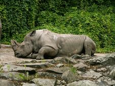 Rhinoceros Stock Images