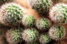 Cactus Royalty Free Stock Photos