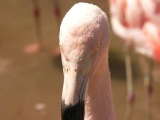 Flamingo Eyes Royalty Free Stock Image