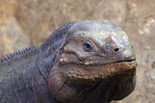 Lizard Stock Images Lizard Stock Images