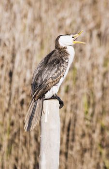 Cormorant 02 Stock Photos Cormorant 02 Stock Photos