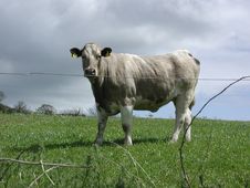 Cow Royalty Free Stock Image
